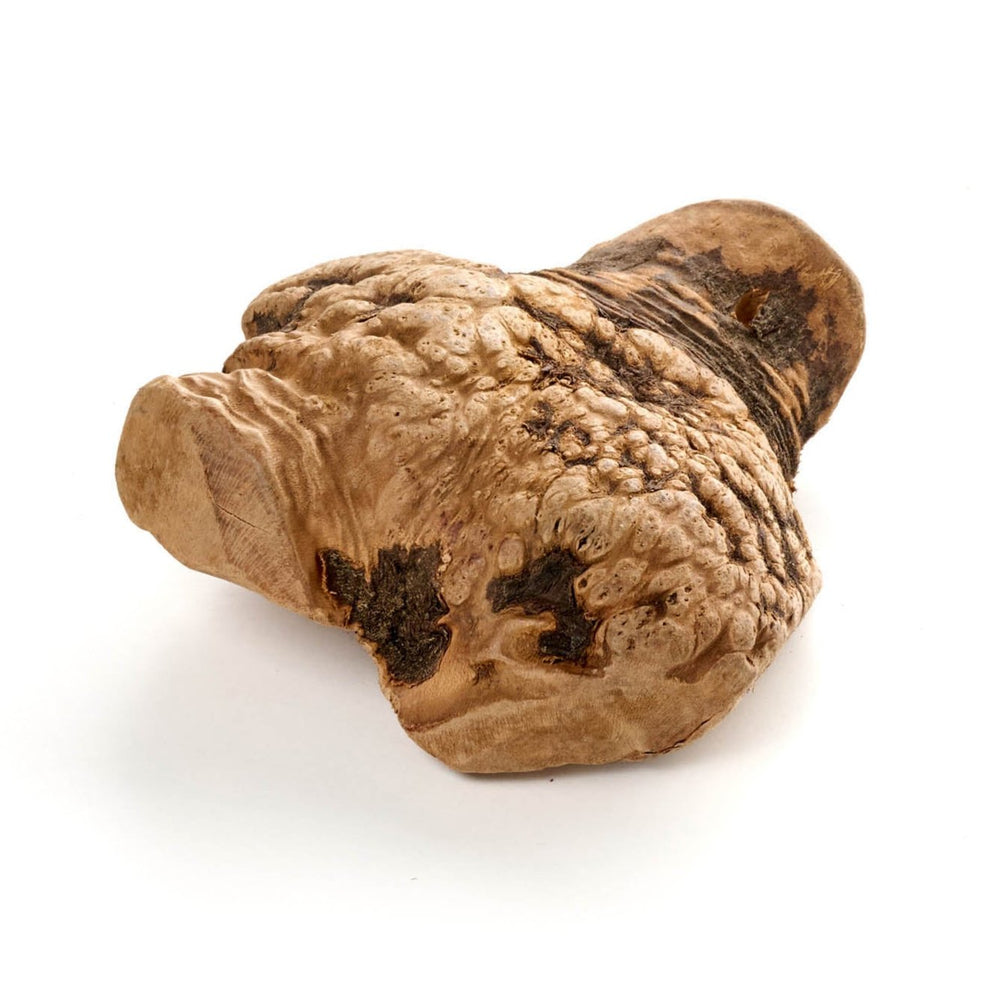 radice da masticare