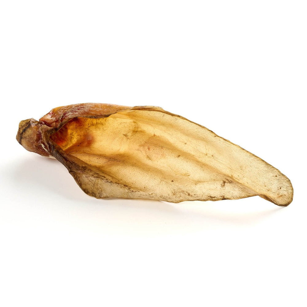 Orecchio di manzo XL (con guscio)